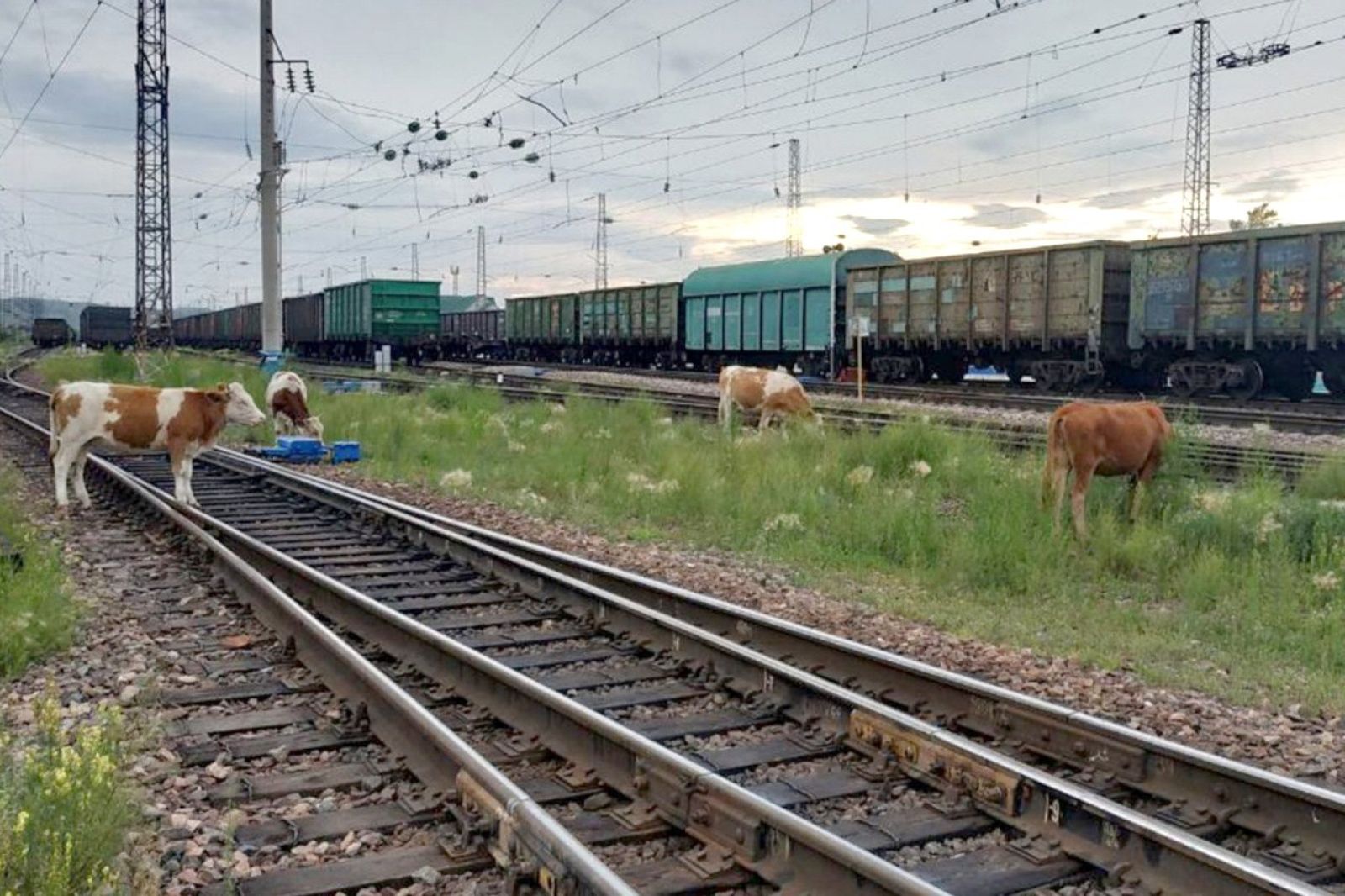 Маңғыстауда пойыздың мал басу оқиғасы азайды. Десек те...