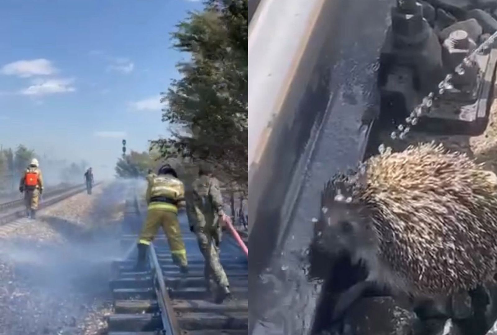 Өрт сөндірушілер шөлдеген дала жануарларын құтқарып қалды