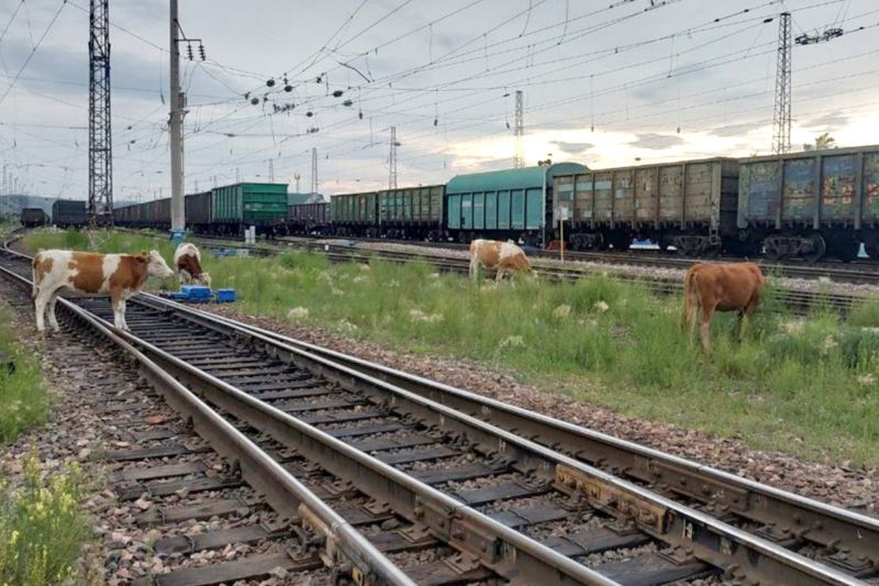 Маңғыстауда пойыздың мал басу оқиғасы азайды. Десек те...