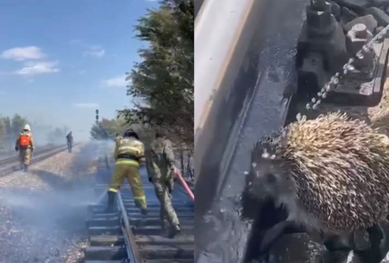 Өрт сөндірушілер шөлдеген дала жануарларын құтқарып қалды