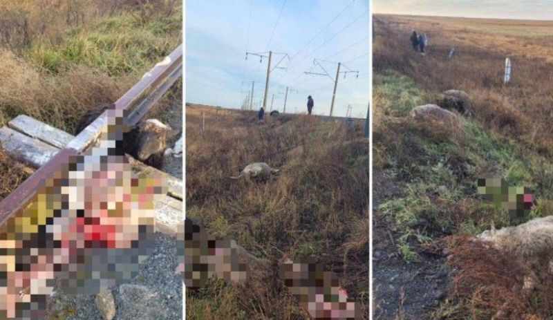 СҚО-да жүк пойызы 16 бас ұсақ малды қағып кетті