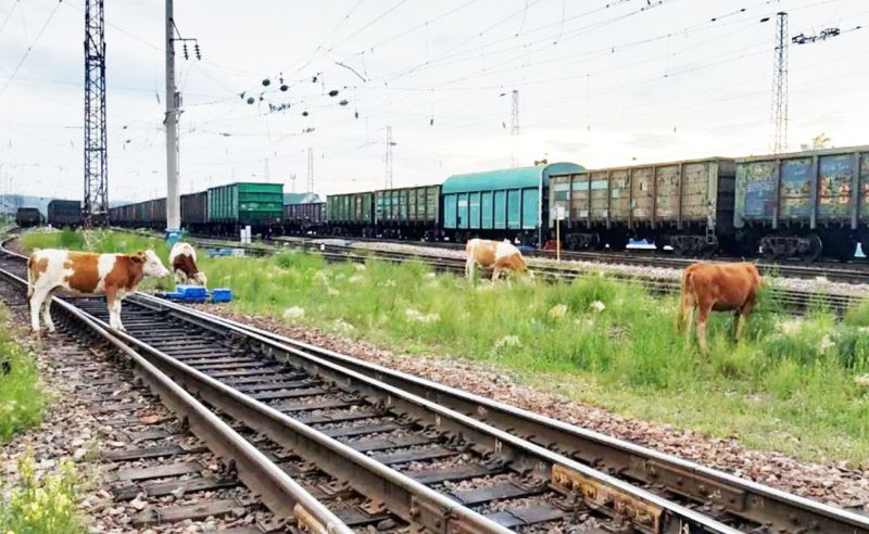 Жамбыл өңірінде қыста да қараусыз мал тиылмайды