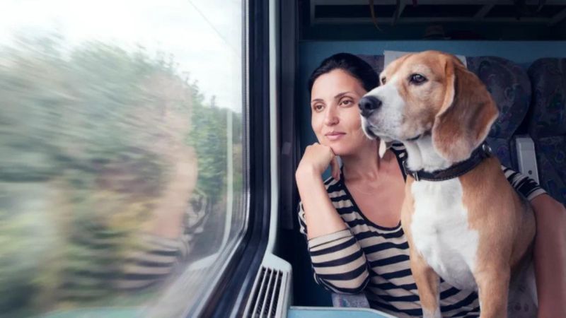 Үй жануарларын пойызда тасымалдау кезінде жолаушы нені білуі керек?