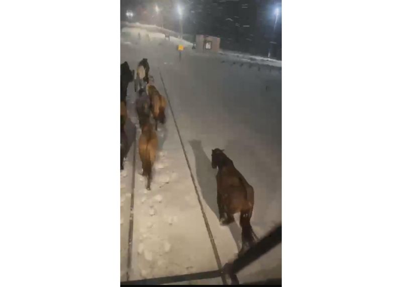 Наезда на табун лошадей удалось избежать машинисту поезда в Атырауской области