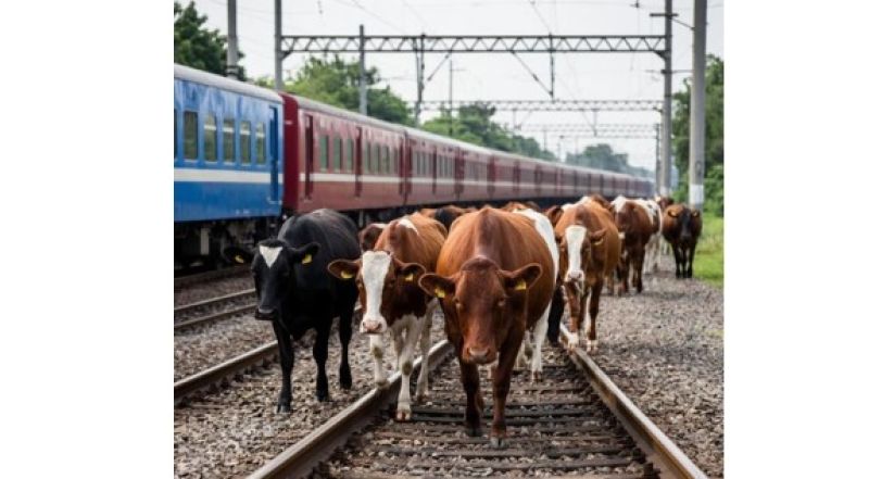 Жарты жылда 640 шұғыл тежелу: теміржолдағы мал мәселесі өзекті болып тұр