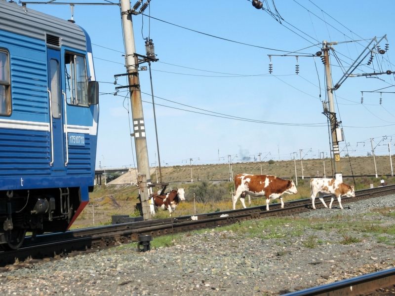 Мал басу азайды