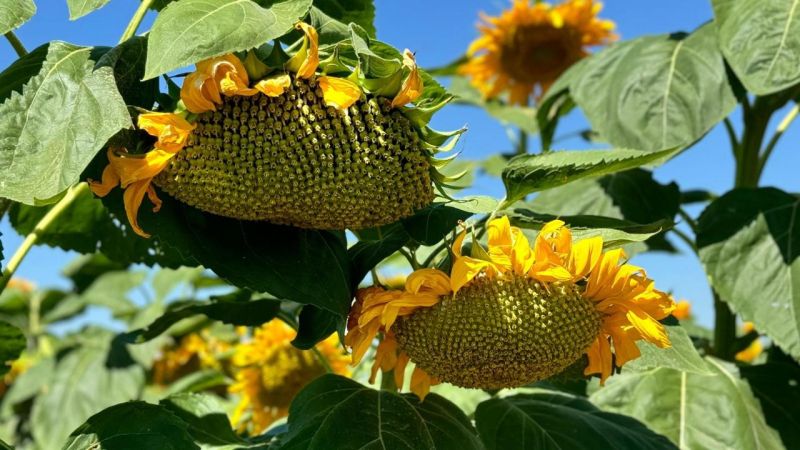 Казахстан экспортирует масложировую продукцию в 23 страны