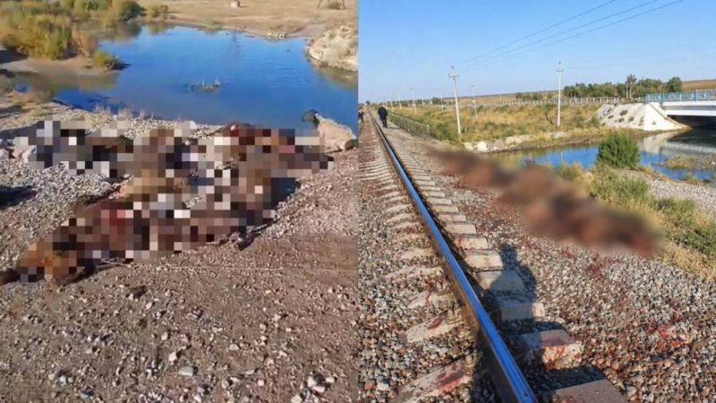Қараусыз мал пойыздардың шұғыл тежелуіне себеп болып жатыр
