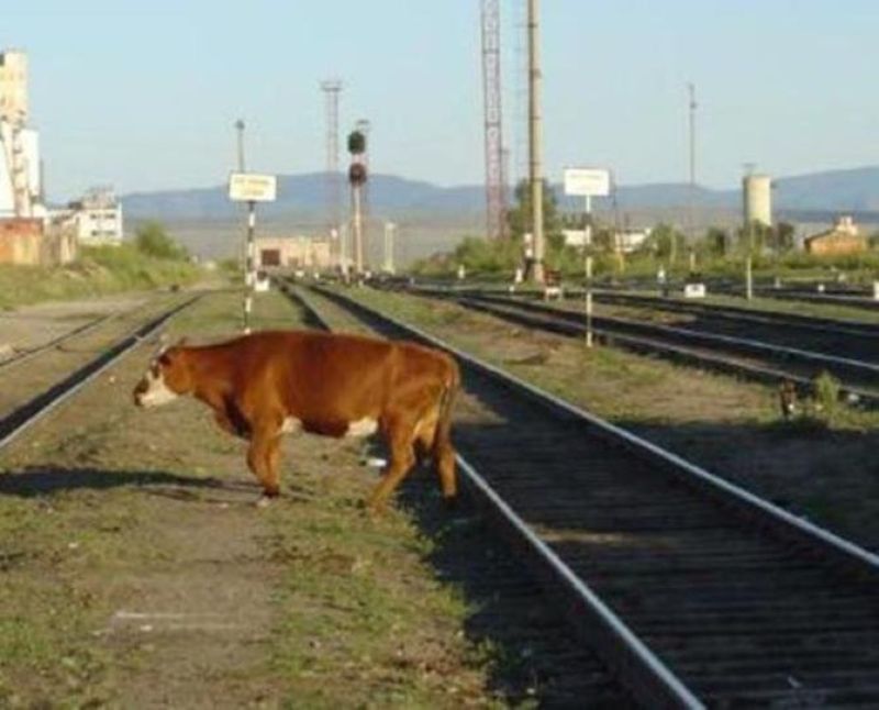 Қараусыз мал көбейіп тұр
