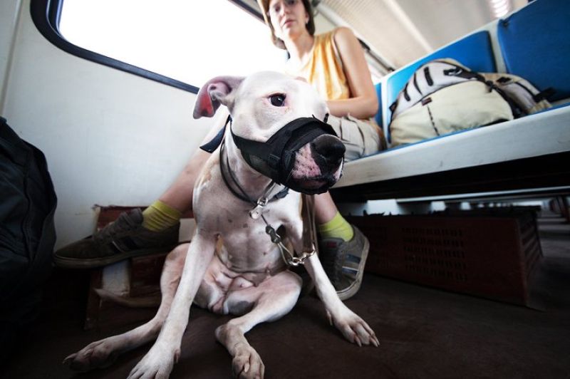Как перевозить животных в поездах Казахстана по всем правилам?