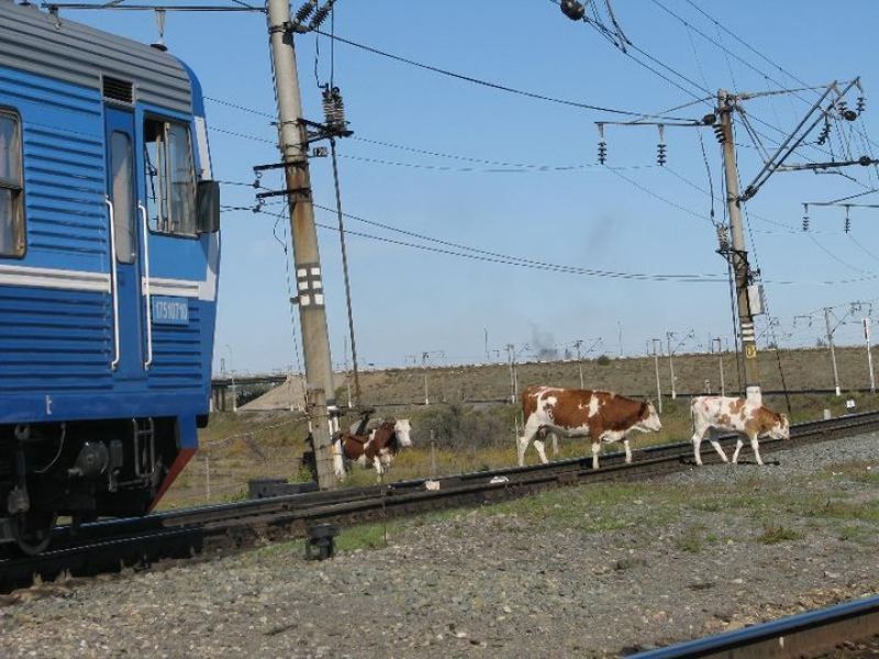 Иесіз малдың жол бойына шығып кетпеуі үшін қоршау күшейтілген