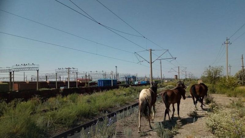Оралда 8 жылқыны пойыз қағып кетті