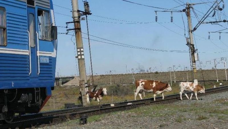 Владельцы скота получили последнее предупреждение