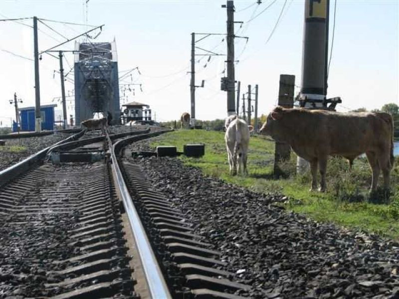 Как обезопасить пути от бродячего скота?