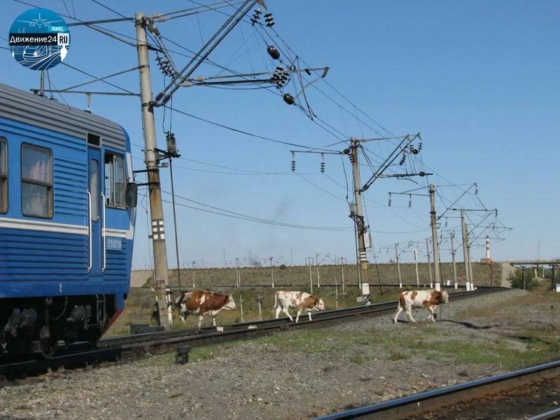 Төрт түлікке тыйым бола ма?