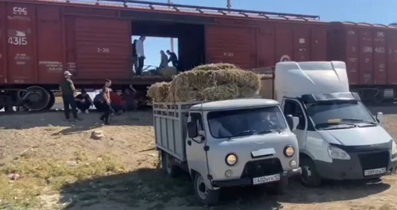 Бадамнан Маңғыстауға 4 вагон шөп жіберілді