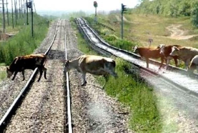 Темір жол қауіпсіздігін сақтау үшін шымкенттік мамандар 5 өткел, 11 бейнебақылау орнатуды ұсынып отыр