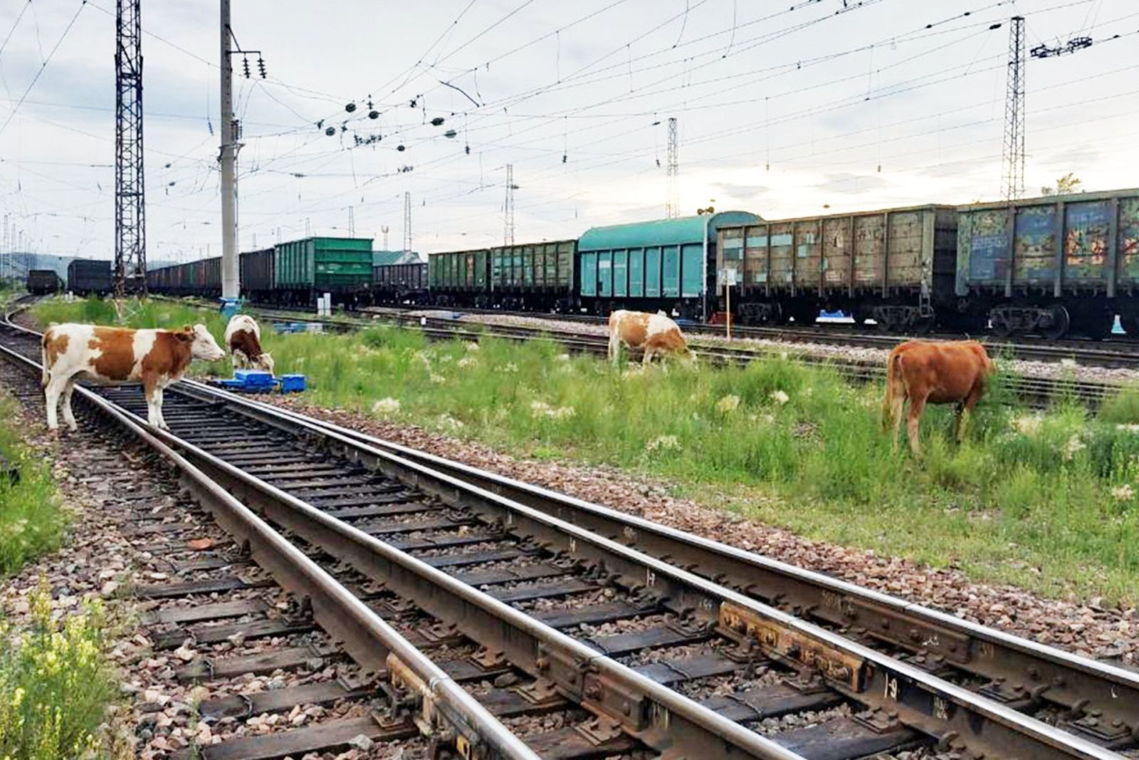 Жол бойындағы төрт түлік жолаушылардың өміріне қауіп төндіріп тұр