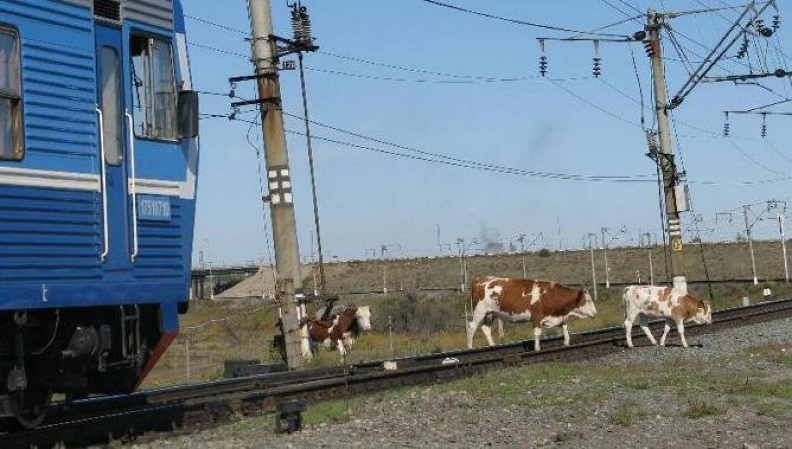 Владельцы скота получили последнее предупреждение