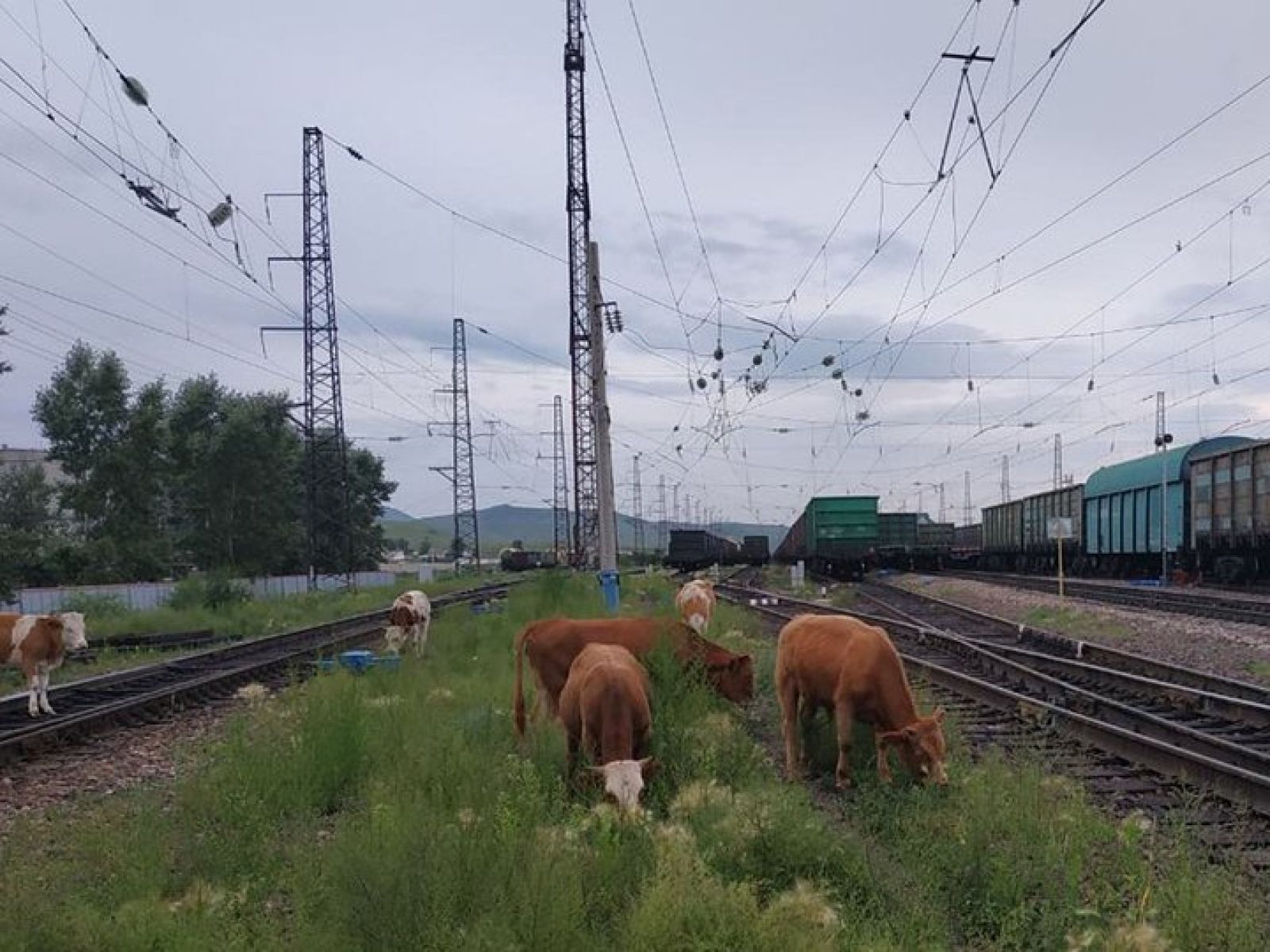 Мал басу оқиғасы өршіп тұр...