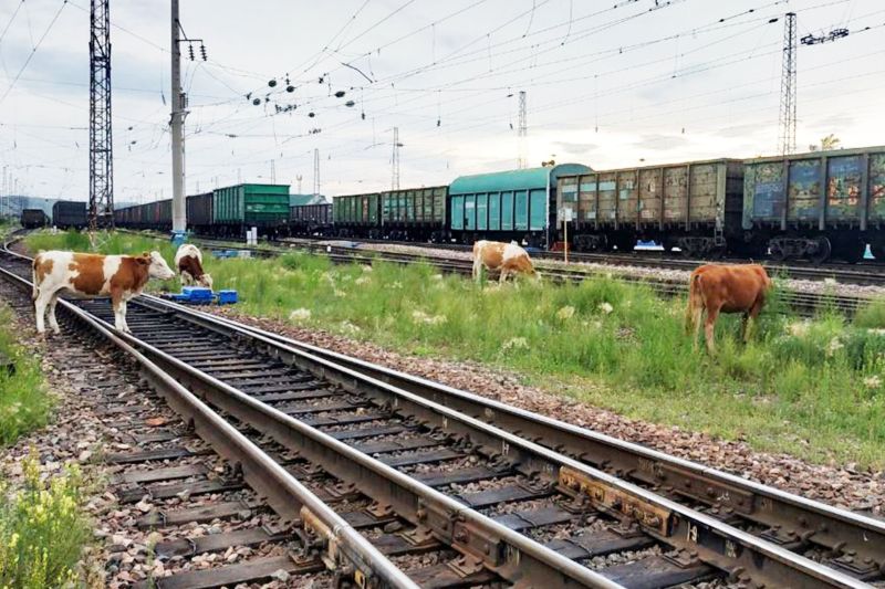 Жол бойындағы төрт түлік жолаушылардың өміріне қауіп төндіріп тұр