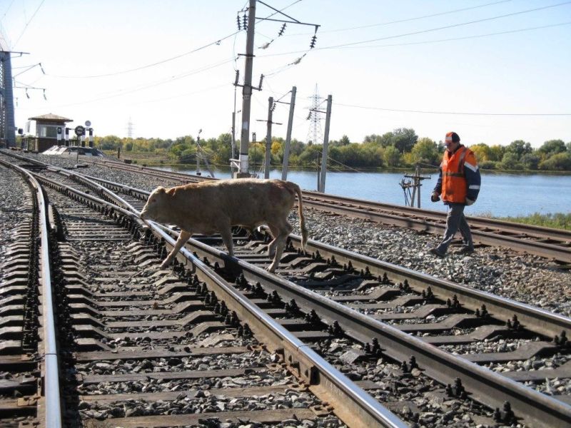 С выходом бродячего скота на ж/д пути продолжают бороться в Костанайском регионе