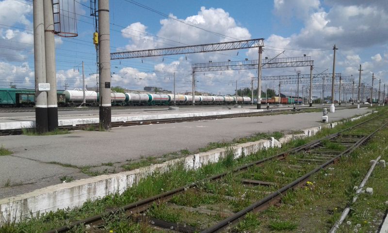 Работу по предотвращению выхода скота на пути усилили в Костанайском регионе