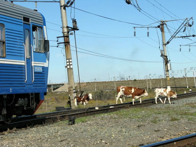 Около 17 км скотоизгороди возведут в сентябре в Карагандинском регионе