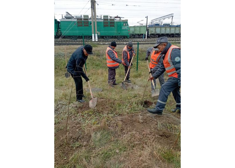 Более 300 саженцев березы высадили сотрудники ВЖДО в Костанайском регионе