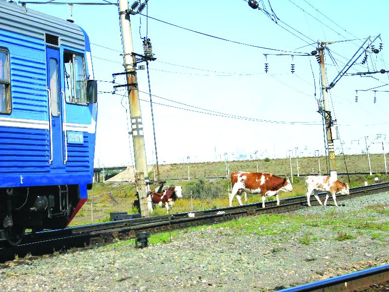 В Костанайском регионе борются с выходом бродячего скота на железнодорожные пути