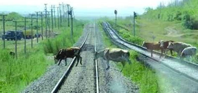 В ВКО решают проблему выхода скота на железнодорожные пути