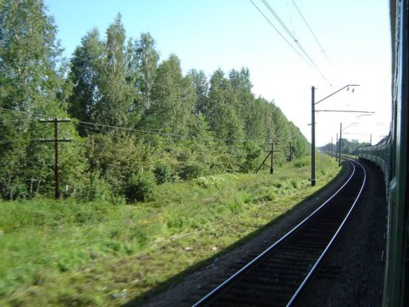 Пошли лесом