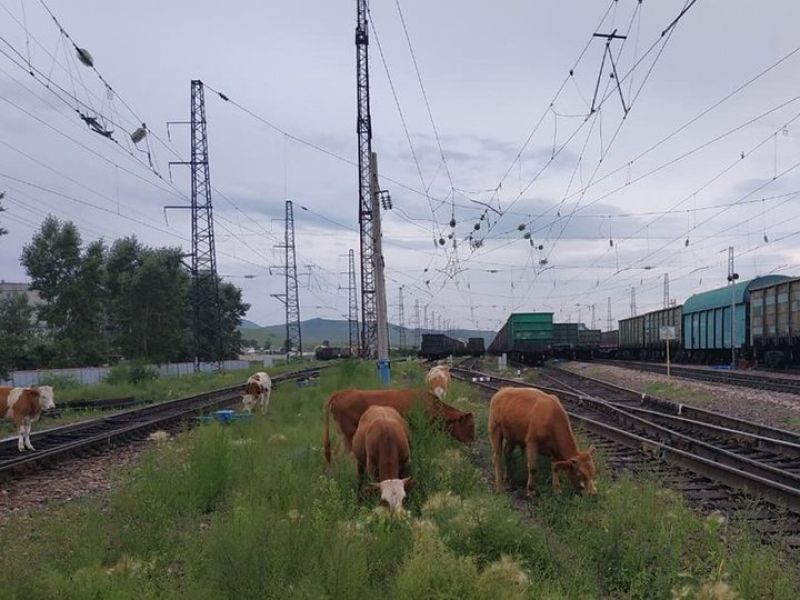 Мал басу оқиғасы өршіп тұр...