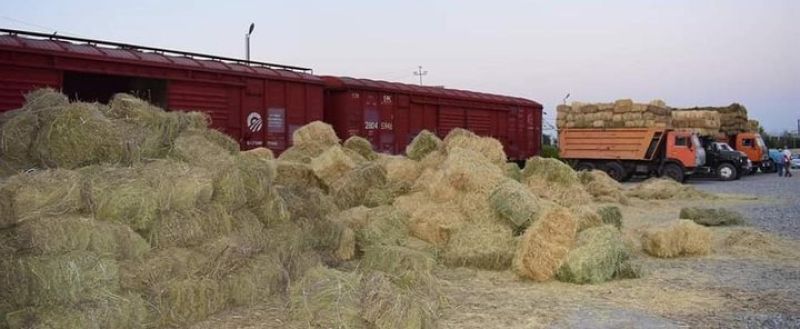 Маңғыстауға 100 вагонға жуық жем-шөп жеткізілді
