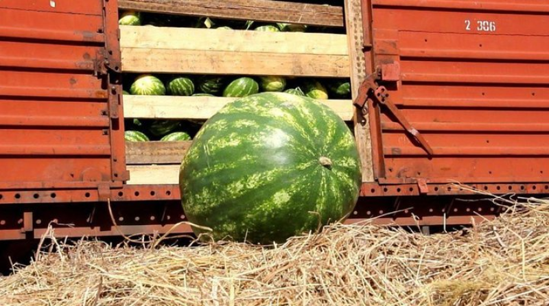 Реализацию логистического сервиса «Евразийский Агроэкспресс» обсудили в Нур-Султане