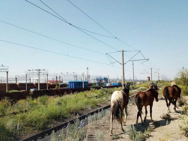 Поезд совершил экстренное торможение в Павлодарской области из-за лошадей на ж/д путях